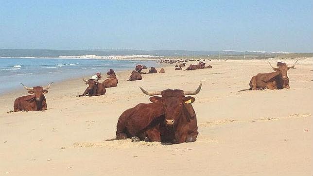 Ganado retinto en una provincia de C�diz (Paula de la Pe�a)