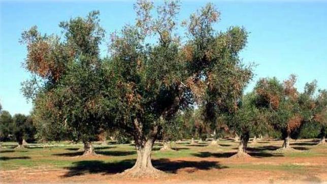 Olivos afectados, con numerosas ramas muertas, por la �Xylella Fastidiosa�