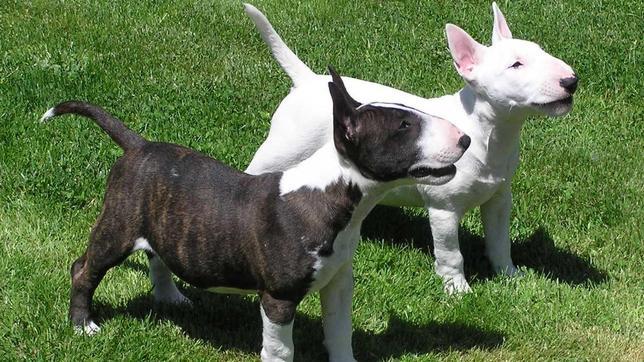 El perro secuestrado en Granada es un cachorro de Bull Terrier valorado en 450 euros, como el de la imagen