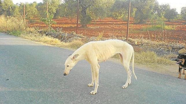 Resultado de imagen para galgos abandonados