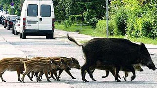 El cruce de animales salvajes por la sierra cordobesa es muy comn