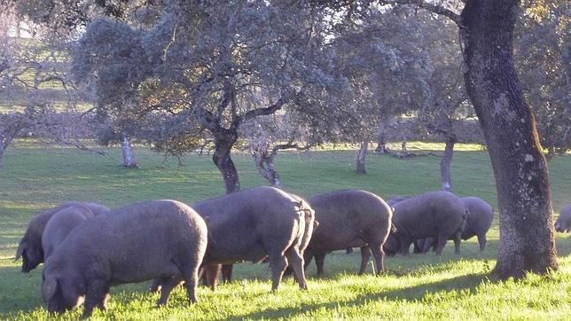 Piara de cerdos en la dehesa de Los Pedroches