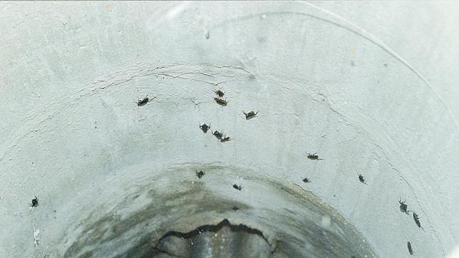 Las cucarachas, una plaga que no cesa