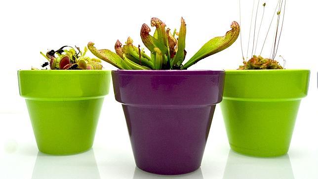 Plantas carn�voras de un laboratorio cordob�s