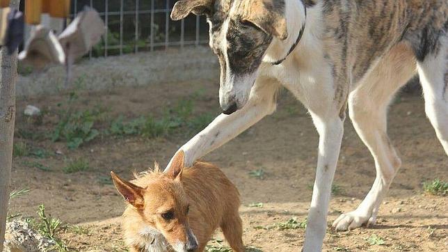 Sansa, en una imagen tomada en el refugio �La parcelita�, de Utrera, antes de viajar a Nueva York