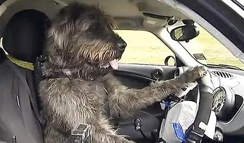 Viajando con mascotas