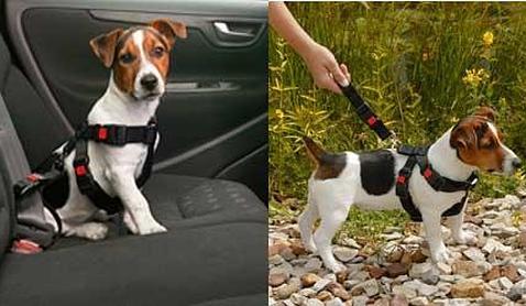 Viajando con mascotas