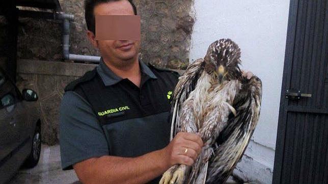 Ejemplar de �guila perdicera recuperado por la Guardia Civil