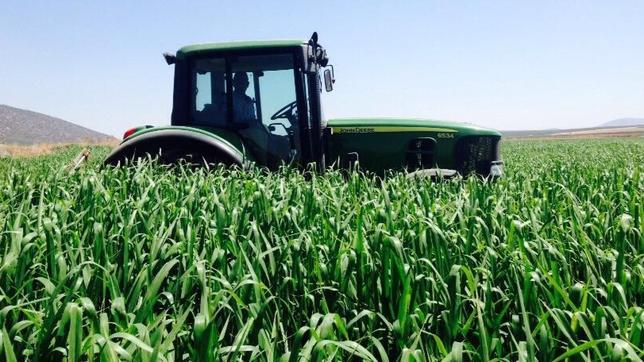 El cultivo del pasto siambasa puede alcanzar una altura de hasta 1,20 cent�metros