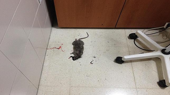 Imagen de la rata muerta en el centro de salud de Lucena