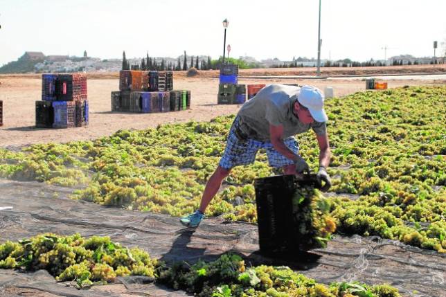 Un trabajador de la cooperativa La Aurora, de Montilla, extiende la uva