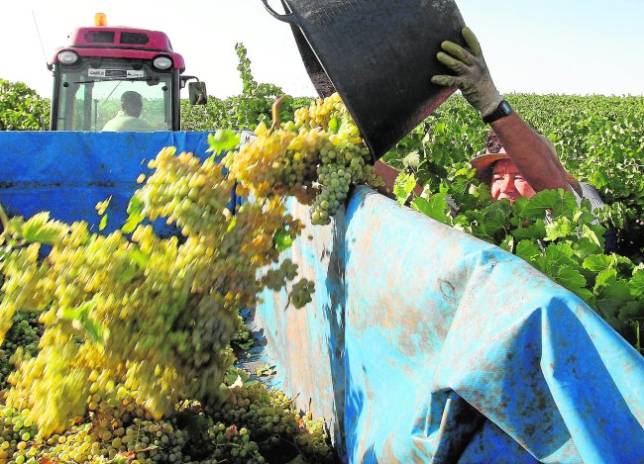 Un operario arroja uvas en un remolque en plena vendimia