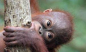 La experimentaci�n con animales se humaniza