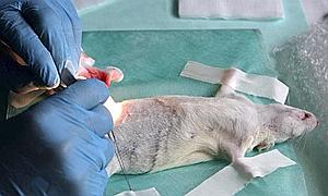 Malasia investigará con animales vivos «en nombre de Alá»