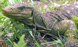 Identifican un lagarto gigante y �escurridizo� en Filipinas