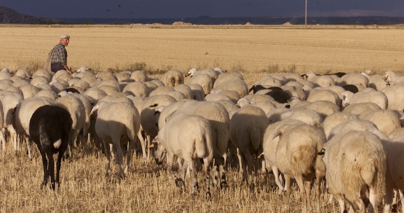 Los graves efectos comerciales que provocará la lengua azul en Andalucía