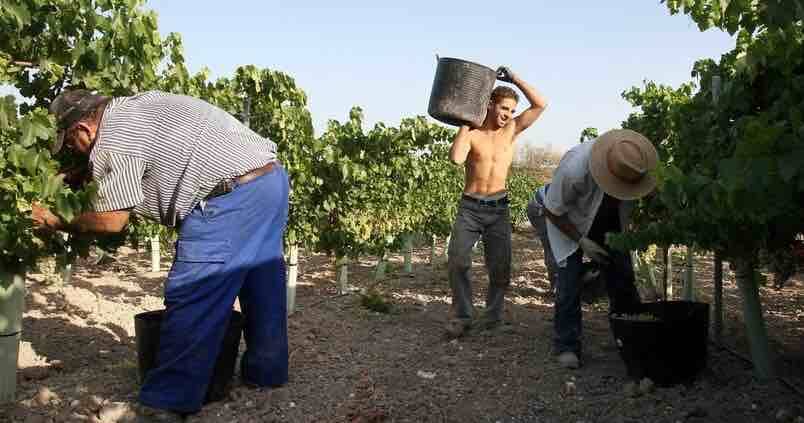 La Tarjeta Profesional Agraria podría validarse en Sevilla a finales de 2018