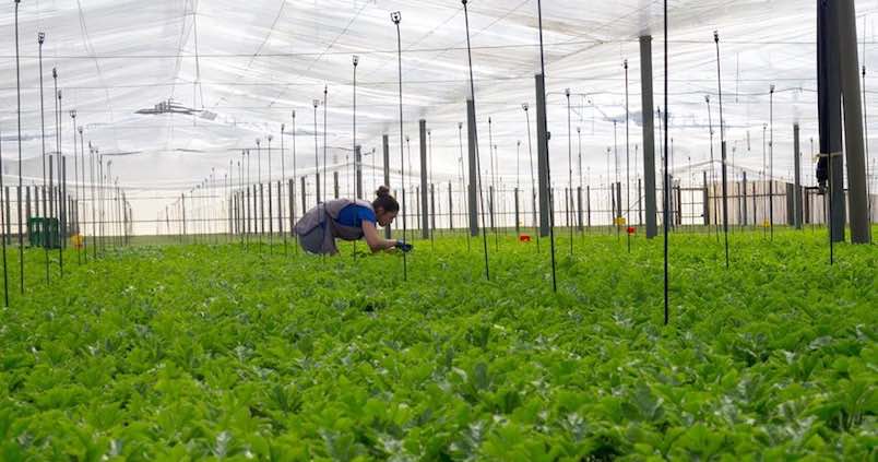 Injertos y productos ecológicos en el innovador semillero de Cristalplant