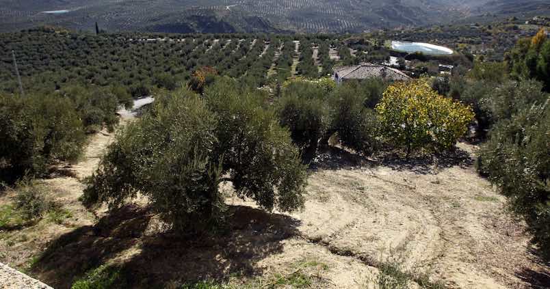 El otro virus mortal: la Xylella fastidiosa, la gran amenaza del olivar europeo