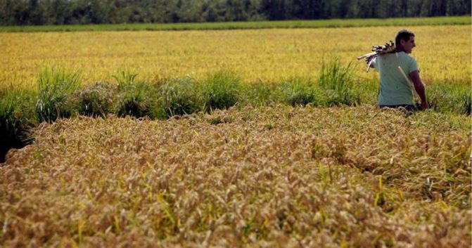 Eduardo Vera: «Sembrar el 100% es ahora posible»