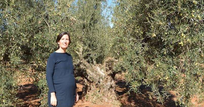 Olivos centenarios con ramas que dan distintas aceitunas