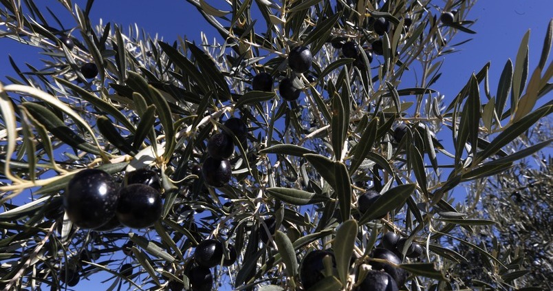 El «europeísmo» beneficia a la exportación de los frutos del campo