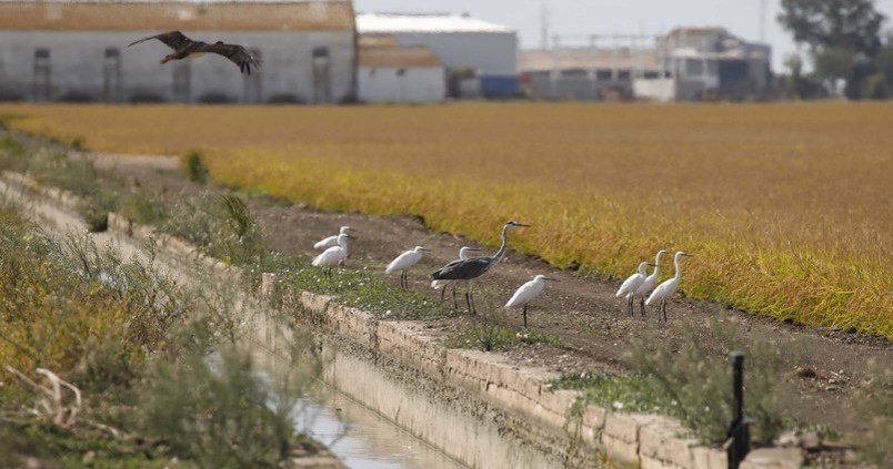 Día clave para los arroceros sevillanos: ¿se aprobará la cláusula de salvaguarda?