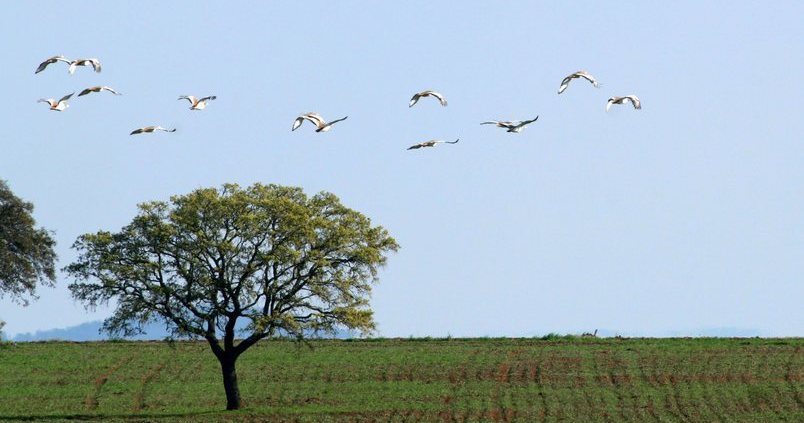 Agricultura de Conservación: un arma contra el cambio climático