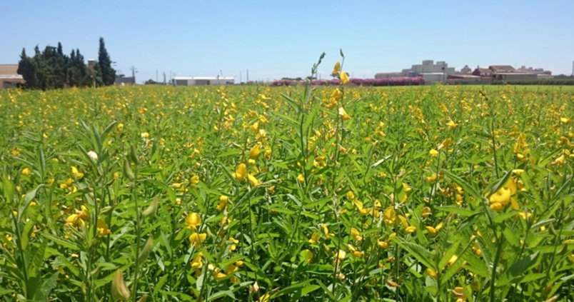 La crotalaria juncea ya se incluye en los cultivos del pago verde