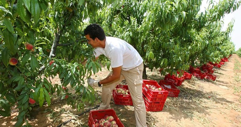 El melocotón y la nectarina, las frutas de hueso más producidas en Andalucía