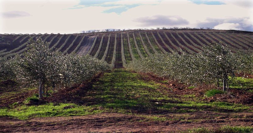 ¿El mercado mundial está preparado para el crecimiento del olivar?