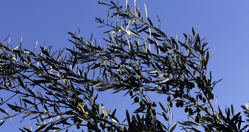 El «abono a la carta» llega al olivar y a la huerta de Sevilla