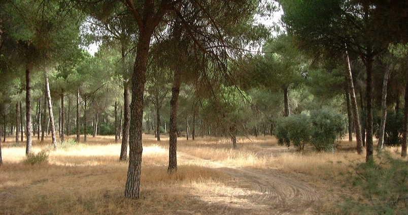 La inversión en los montes es un 72% inferior a la prevista en 2018