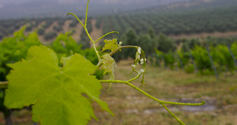 Vinagres del Condado para la viña y el olivar en ecológico