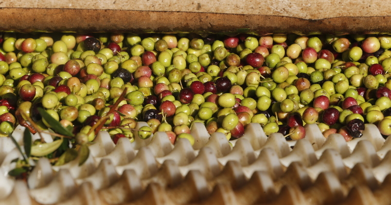 AEMO alerta: el olivar puede sufrir pérdida de rentabilidad los próximos meses