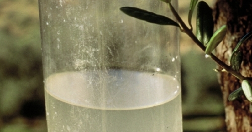 El fosfato diamónico puede volver a utilizarse en agricultura ecológica