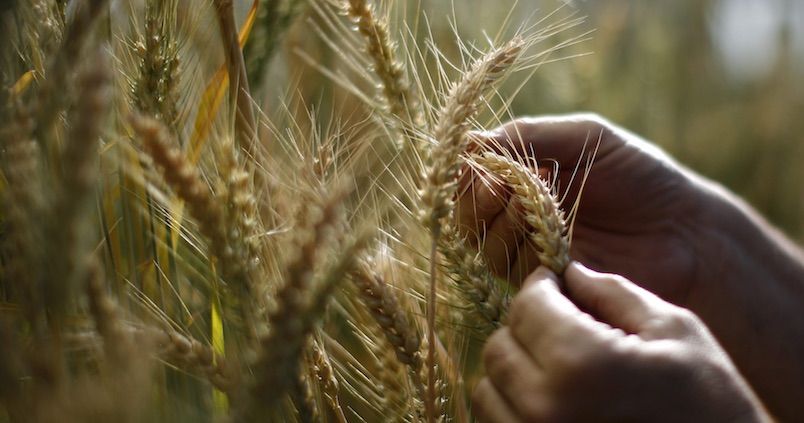 El precio de venta del trigo sube un 18% en 30 años y sus costes casi un 200%