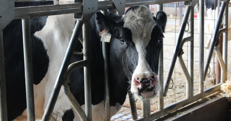 El sector lácteo pide «mano dura» al Gobierno ante «el aluvión de ofertas abusivas» de la leche