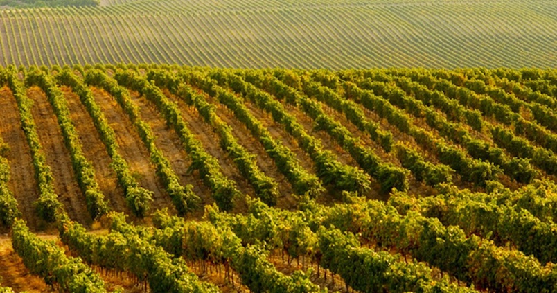 Abierto hasta el 28 de febrero el plazo para solicitar nuevas plantaciones de viñedo