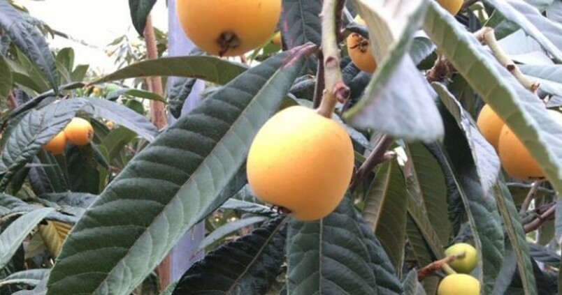 La fruta olvidada de abril que deberías estar comiendo: es rica en potasio y ayuda a perder peso