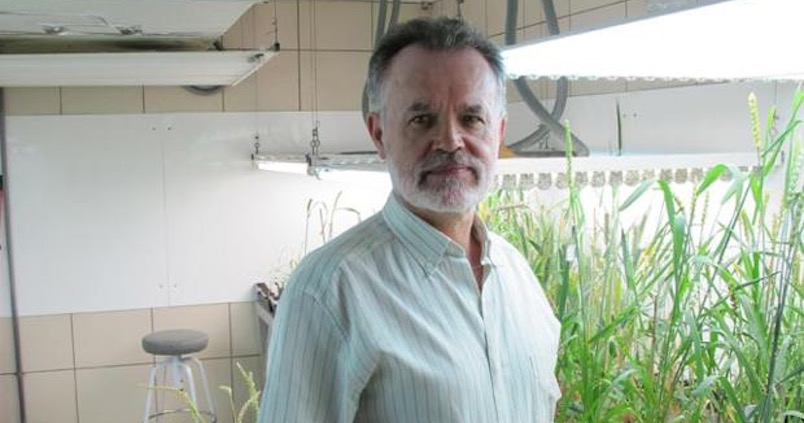 El único cereal creado por el hombre nació en Andalucía