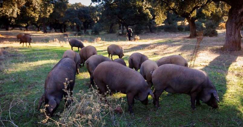 Menos cerdos muy bien cebados que darán productos ibéricos de altísima calidad