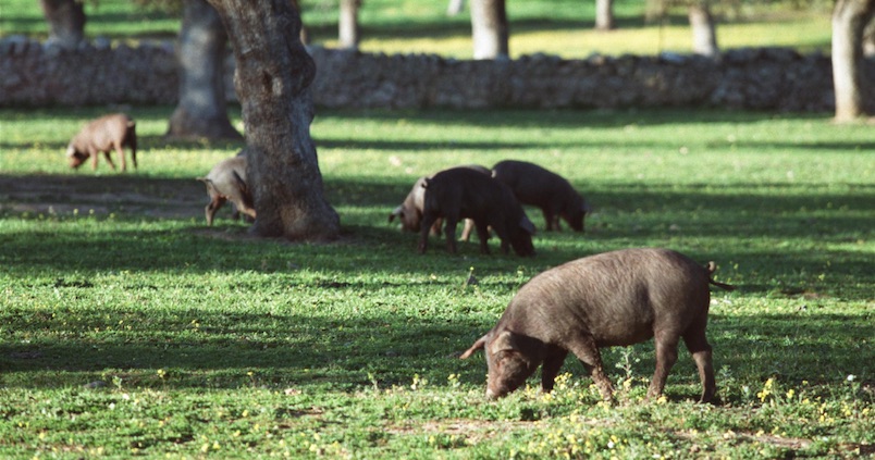 El retraso de varias normas paraliza la tramitación de la PAC en Andalucía