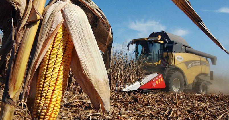 El precio del maíz toca suelo al inicio de la campaña de recolección