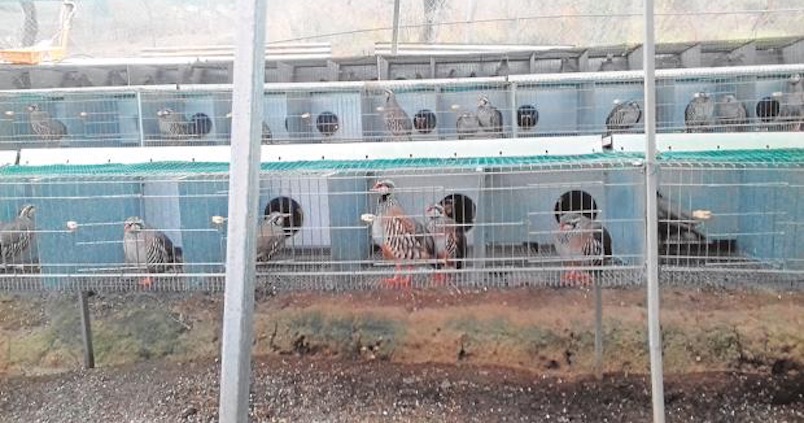 Las granjas cinegéticas ganan como alternativa ganadera