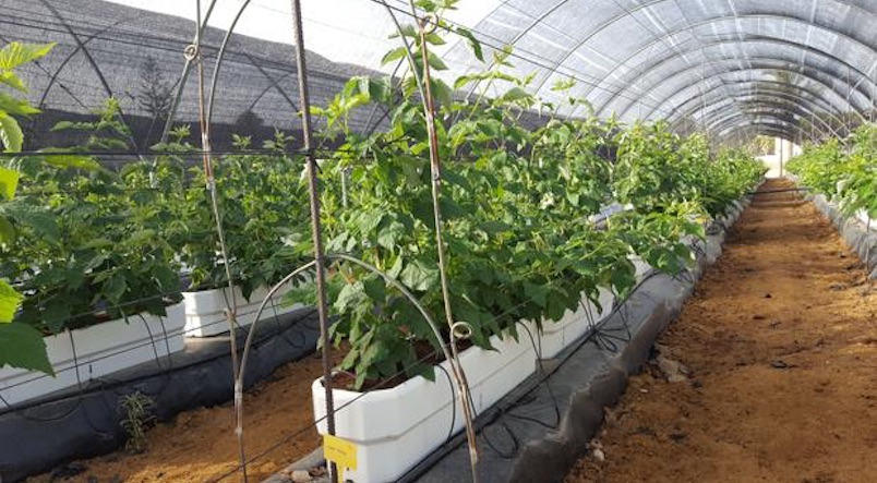Huelva cultiva en exclusiva frambuesas creadas en Chile