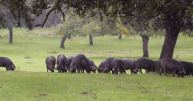 El futuro del sector y la peste porcina, a debate en la XII Jornada de Porcino Ibérico de Asaja Córdoba