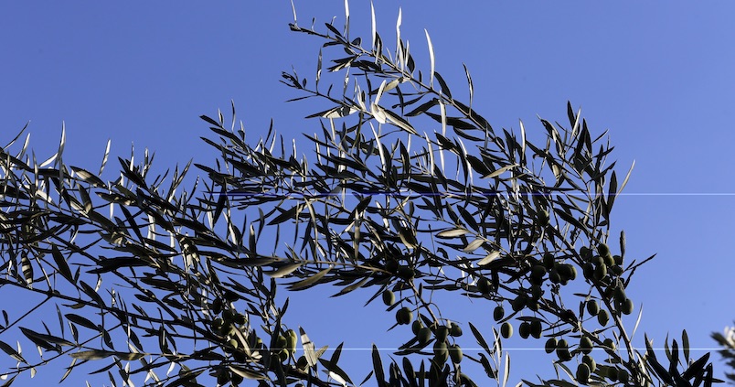 Las gestiones administrativas se reducirán a un plazo de seis meses