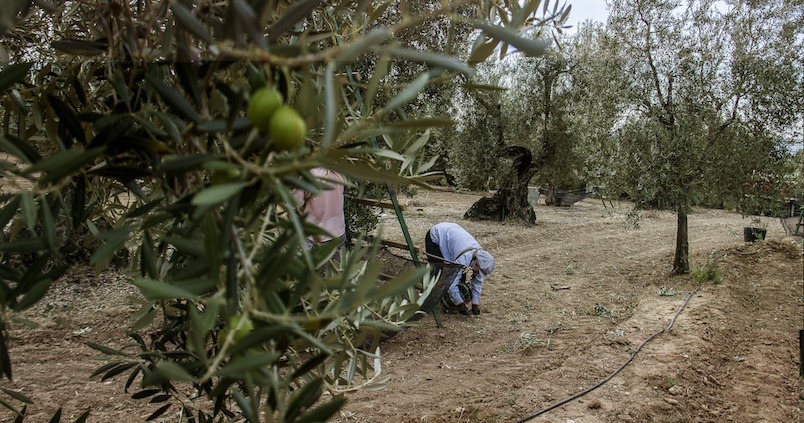 Egipto le hace la competencia a la aceituna sevillana