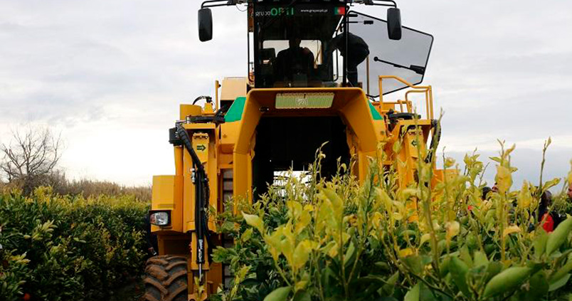 Sevilla muestra sus avances en la cogida mecánica de cítricos
